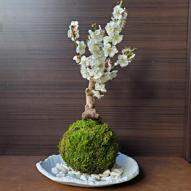 白梅　苔玉