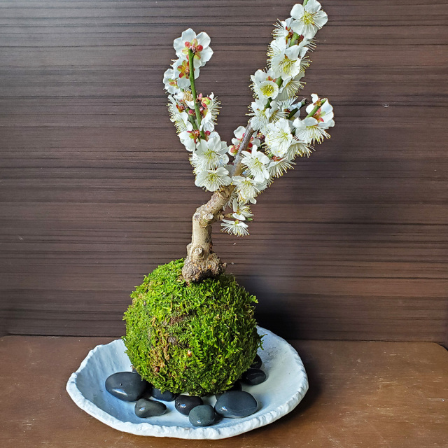 白梅　苔玉