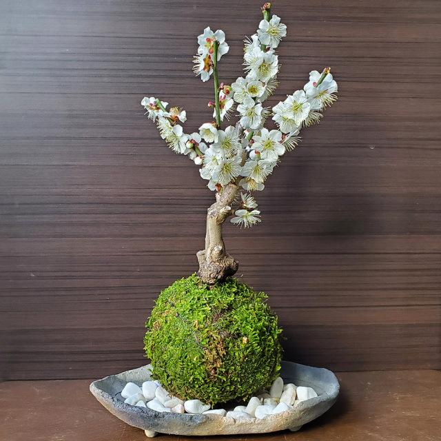 2026年開花終了】端正で香りよい花が人気の梅【白梅（はくばい）の苔玉