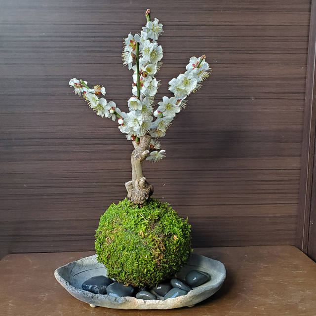 白梅　苔玉