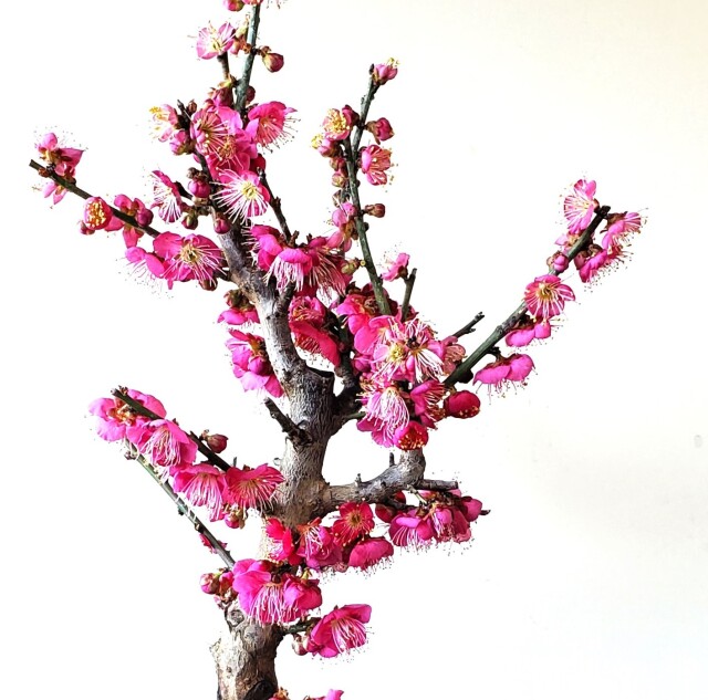 2026年開花終了】端正で香りよい花が人気の梅【紅梅（こうばい）の盆栽