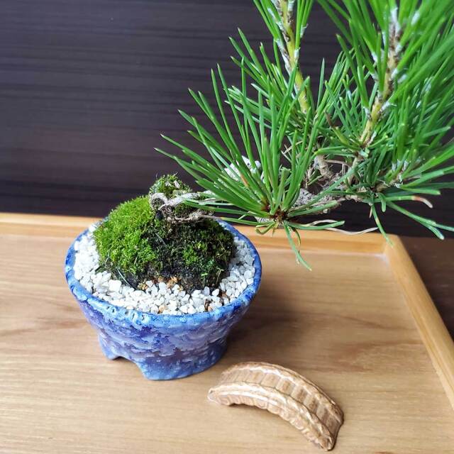 橋小