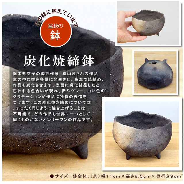 炭化焼締