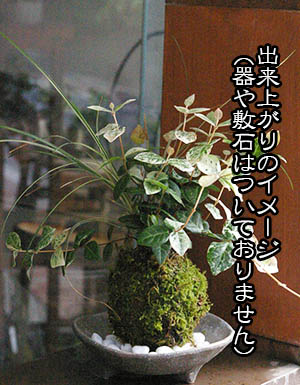 初雪カズラ苔玉キット2015c