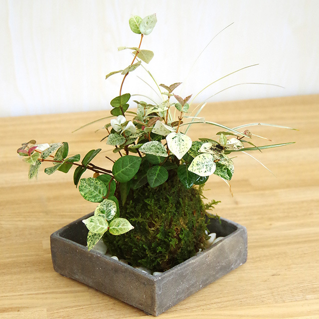 初雪カズラ苔玉201610焼締角器