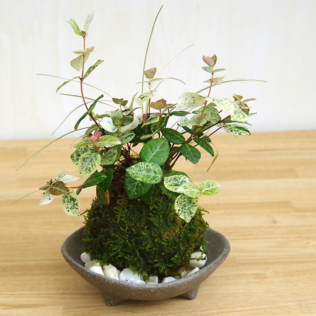 初雪カズラ苔玉201610三つ足灰器