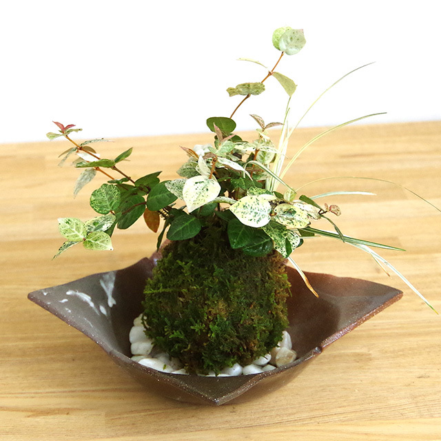 初雪カズラ苔玉201610焼締茶器