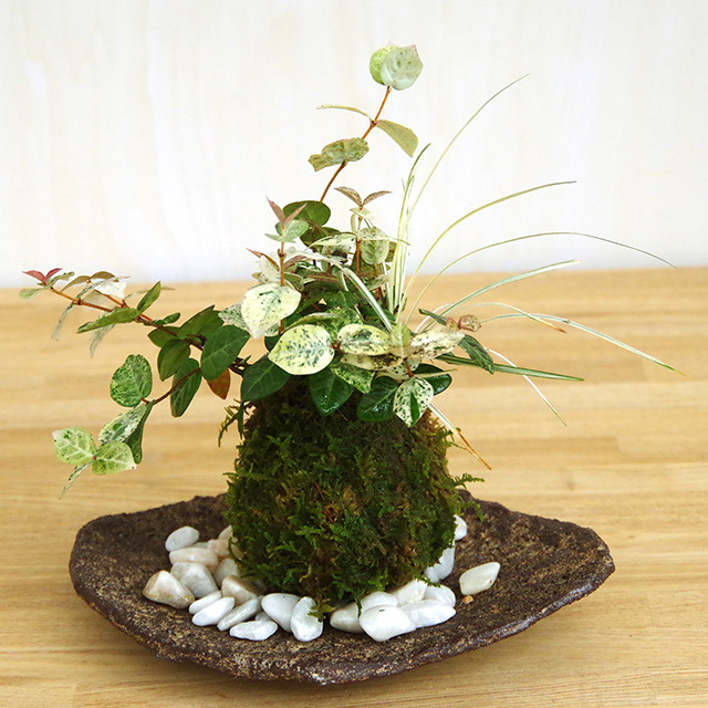 初雪カズラ苔玉201610くらま器