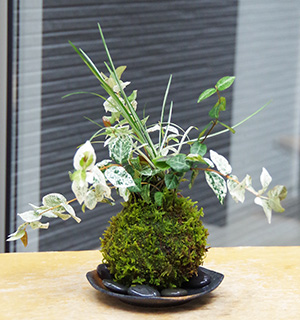 初雪カズラ苔玉2016c