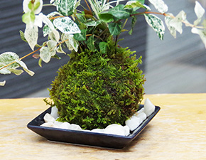 初雪カズラ苔玉2016h