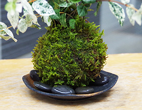 初雪カズラ苔玉2016i