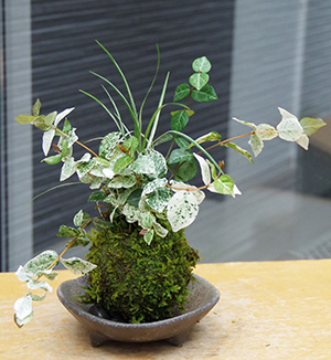 初雪カズラ苔玉三つ足灰器2016c