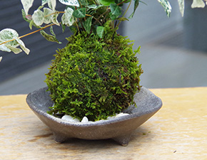 初雪カズラ苔玉三つ足灰器2016h