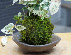 初雪カズラ苔玉三つ足灰器2016i