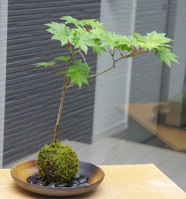 ハウチワカエデ苔玉2016m