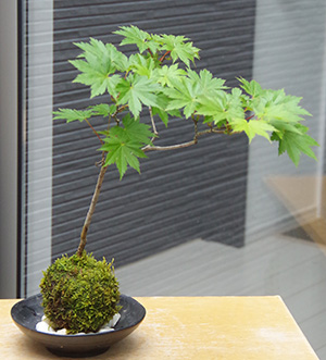 ハウチワカエデ苔玉2016c