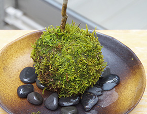 ハウチワカエデ苔玉2016h