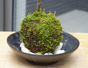 ハウチワカエデ苔玉2016i