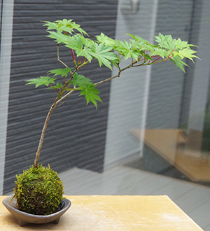 ハウチワカエデ苔玉三つ足灰器2016c
