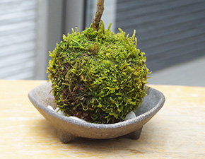 ハウチワカエデ苔玉三つ足灰器2016h