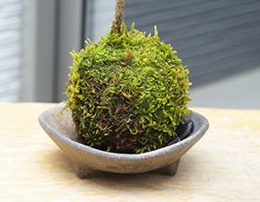 ハウチワカエデ苔玉三つ足灰器2016i