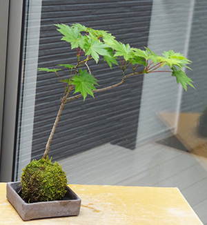 ハウチワカエデ苔玉焼締角器2016c