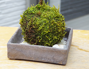 ハウチワカエデ苔玉焼締角器2016h