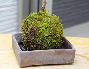 ハウチワカエデ苔玉焼締角器2016i