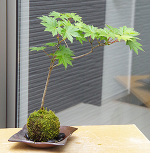 ハウチワカエデ苔玉焼締茶器2016c
