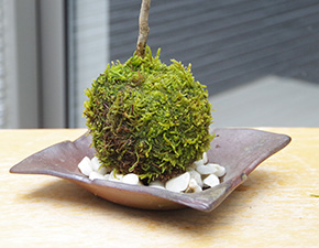ハウチワカエデ苔玉焼締茶器2016h