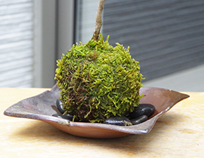 ハウチワカエデ苔玉焼締茶器2016i