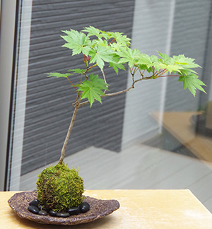 ハウチワカエデ苔玉くらま岩器2016c