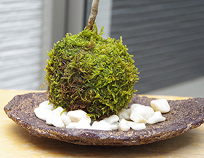 ハウチワカエデ苔玉くらま岩器2016h