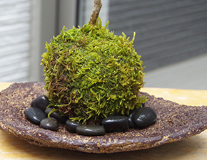 ハウチワカエデ苔玉くらま岩器2016i