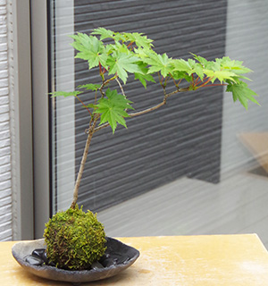 ハウチワカエデ苔玉炭化焼締鉢2016c