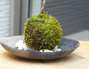 ハウチワカエデ苔玉炭化焼締鉢2016h
