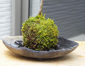 ハウチワカエデ苔玉炭化焼締鉢2016i