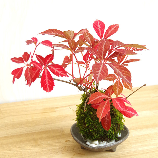 四季折々の変化を楽しむ ヘンリーヅタの苔玉 三つ足灰器セット