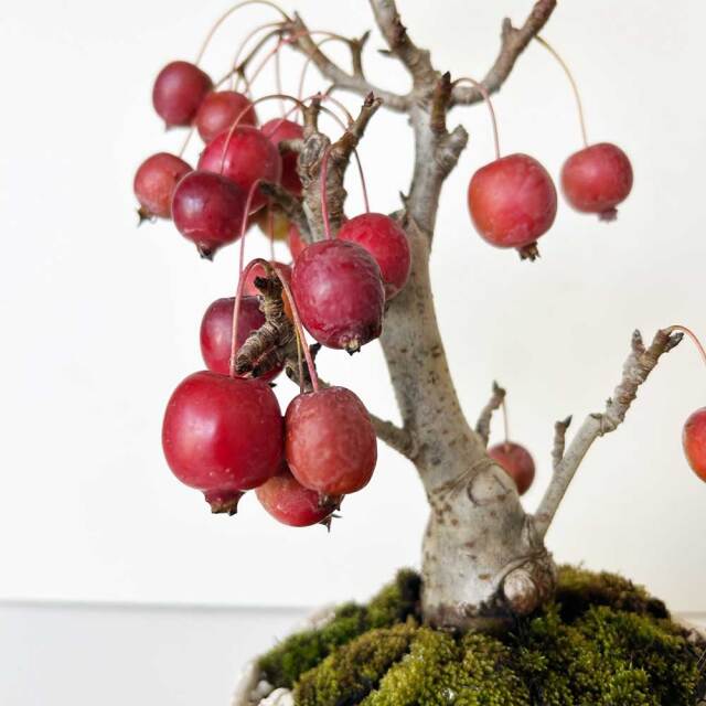 2025年実終了、現在裸樹】小さなリンゴの木・花も楽しめます【姫林檎