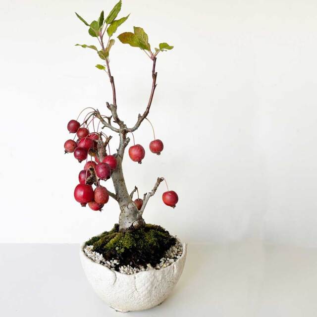 2025年実終了、現在裸樹】小さなリンゴの木・花も楽しめます【姫林檎