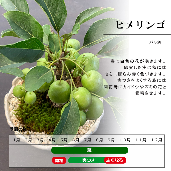 送料無料でお届け 小さなリンゴの木 花も楽しめます 姫林檎 ヒメリンゴ の盆栽 万古白深鉢 送料無料でお届け 小さなリンゴの木 花も楽しめます 姫林檎 ヒメリンゴ の盆栽 万古白深鉢