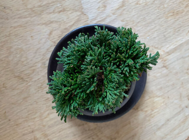 送料無料。壮大な景色をお楽しみください【連山檜（れんざんひのき）の