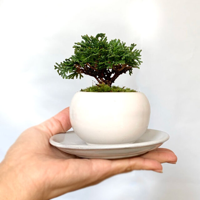 送料無料！壮大な景色をお楽しみください【連山檜（れんざんひのき）の