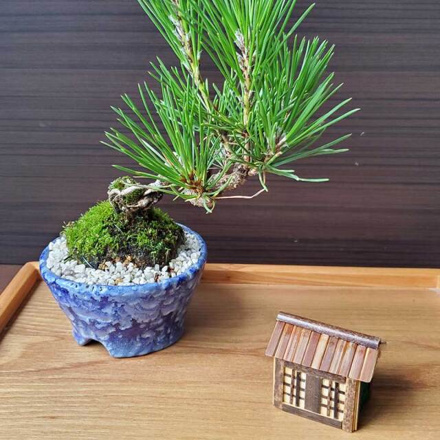 祠