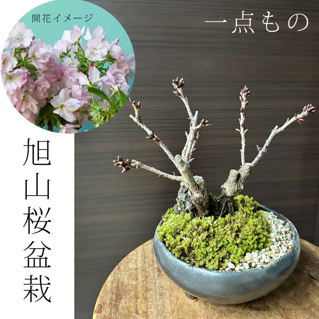 ♥♡春*可愛い桜ウェディング飾り**♡一点物♥