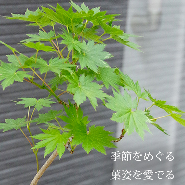 カエデ