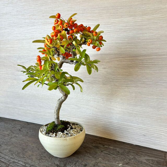 ピラカンサの盆栽  一点もの ぼんさい ミニ盆栽 BONSAI ボンサイ