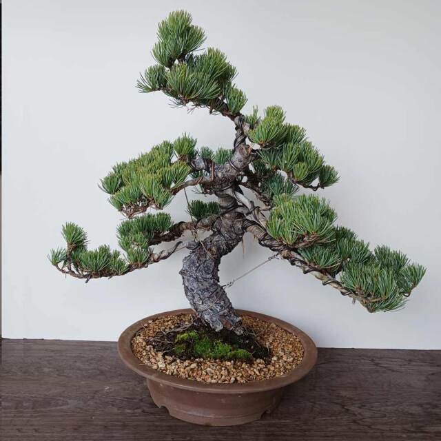 ittengoyomain.jpg?t=20251107092052