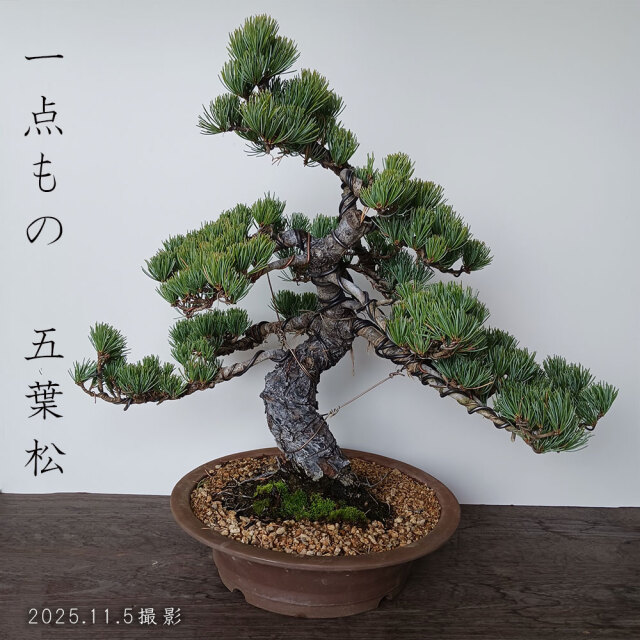 五葉松の盆栽 ごようまつ 盆栽 五葉松 一点もの ぼんさい ミニ盆栽 BONSAI ボンサイ ゴヨウマツ