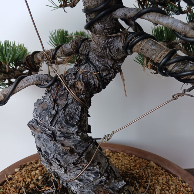 五葉松の盆栽 ごようまつ 盆栽 五葉松 一点もの ぼんさい ミニ盆栽